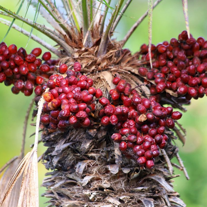 Chamaerops humilis em sementes (Colheita)