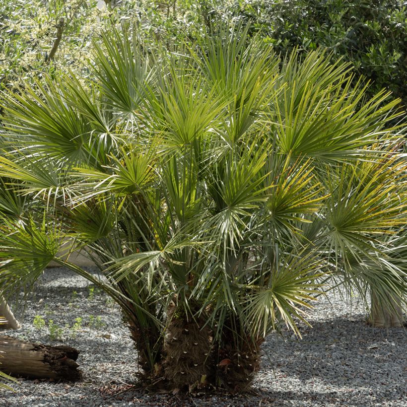 Chamaerops humilis em sementes (Hábito)