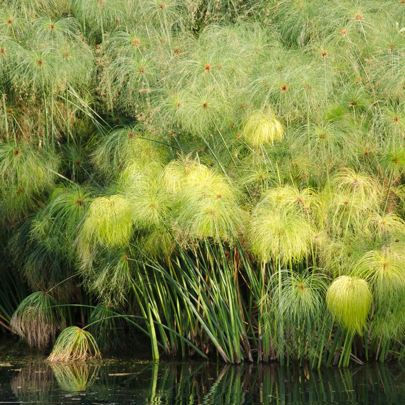 Cyperus papyrus em sementes (Hábito)