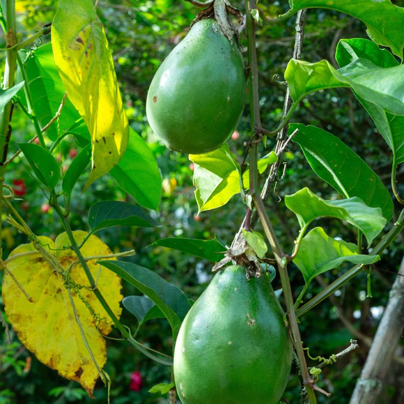 Passiflora quadrangularis em sementes (Colheita)