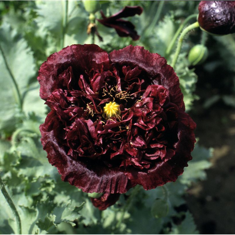 Papaver somniferum var. nigrum Black Peony em sementes (Floração)