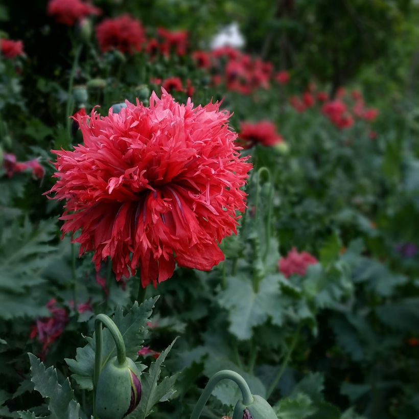 Papaver somniferum subsp. laciniatum Crimson Feathers em sementes (Floração)
