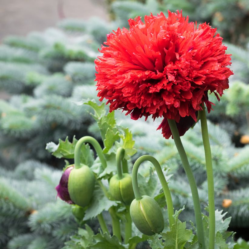 Papaver somniferum Escarlate em sementes (Floração)