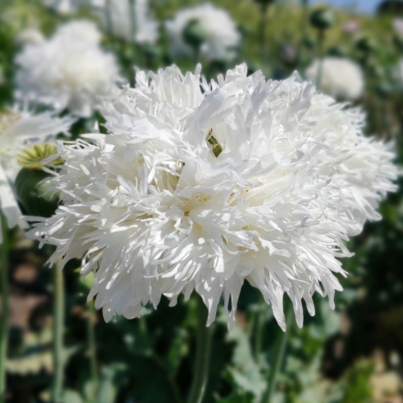 Papaver somniferum White Swan em sementes (Floração)