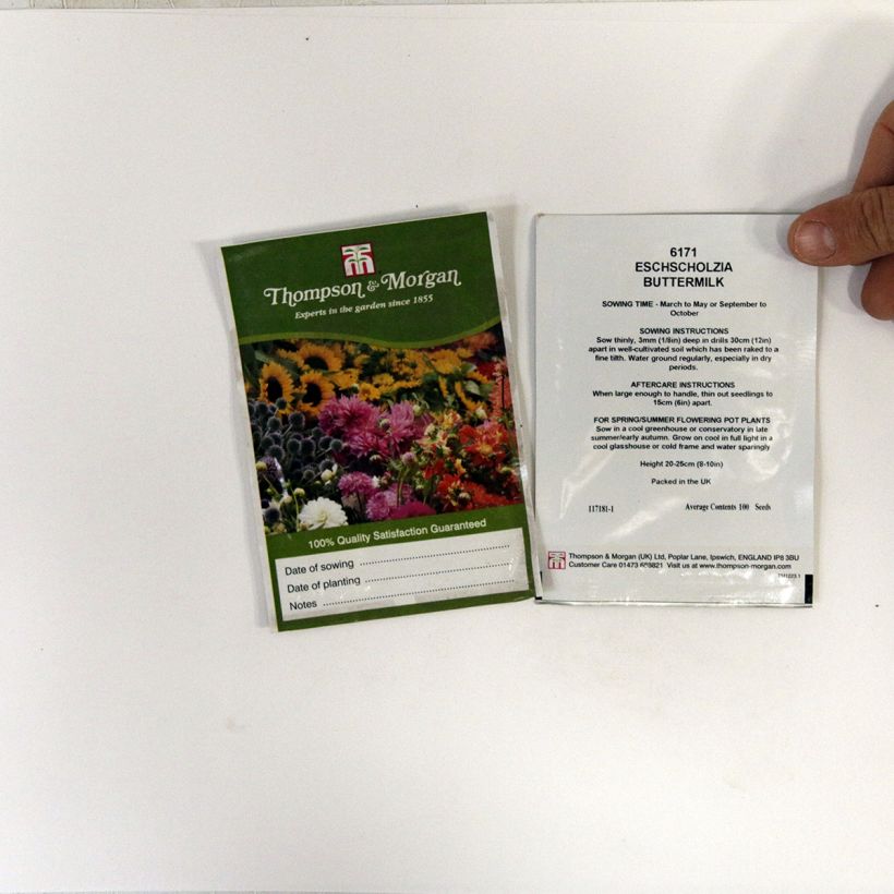Exemplo de amostra de Graines de Pavot de Californie Buttermilk - Eschscholzia californica per pack of 100 seeds tal como entregue