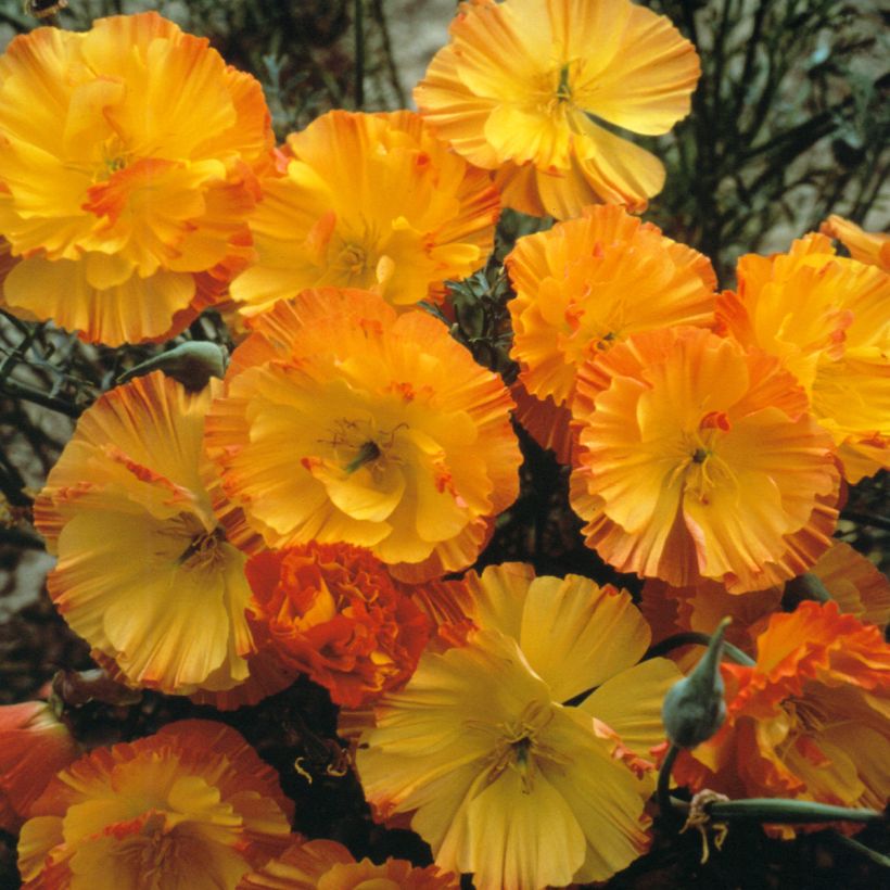 Papoila-da-califórnia Thai Silk Apricot Chiffon em sementes (Floração)