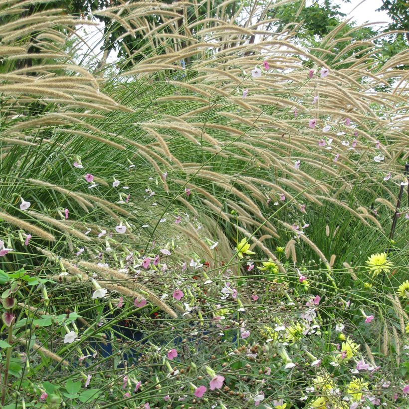 Pennisetum macrourum Tail Feathers em sementes (Hábito)