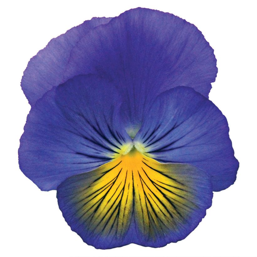Amor-perfeito Cats Plus Blue & Yellow em sementes - Viola x wittrockiana (Floração)