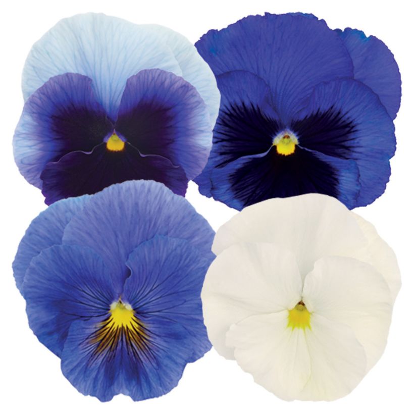 Amor-perfeito Inspire Plus Summer Skies Mix em sementes - Viola x wittrockiana (Floração)