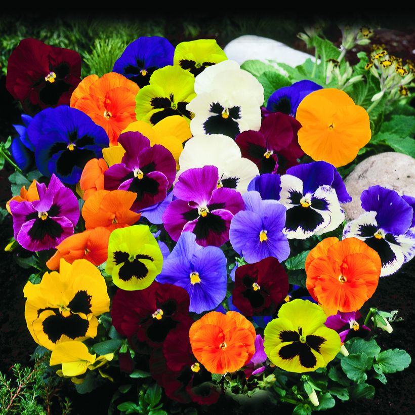 Amor-perfeito Trumpet Full Mix em sementes - Viola x wittrockiana (Hábito)