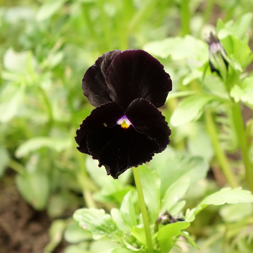 Amor-perfeito Black Cristal em sementes - Viola x wittrockiana (Floração)