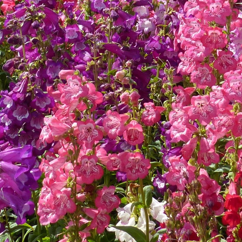 Penstemon cobaeae Wedding Bells em sementes (Floração)