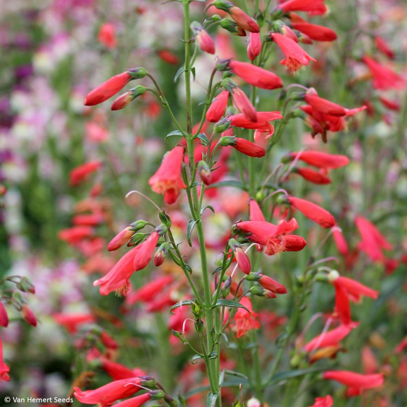 Penstemon barbatus Twizzle Scarlet em sementes (Floração)