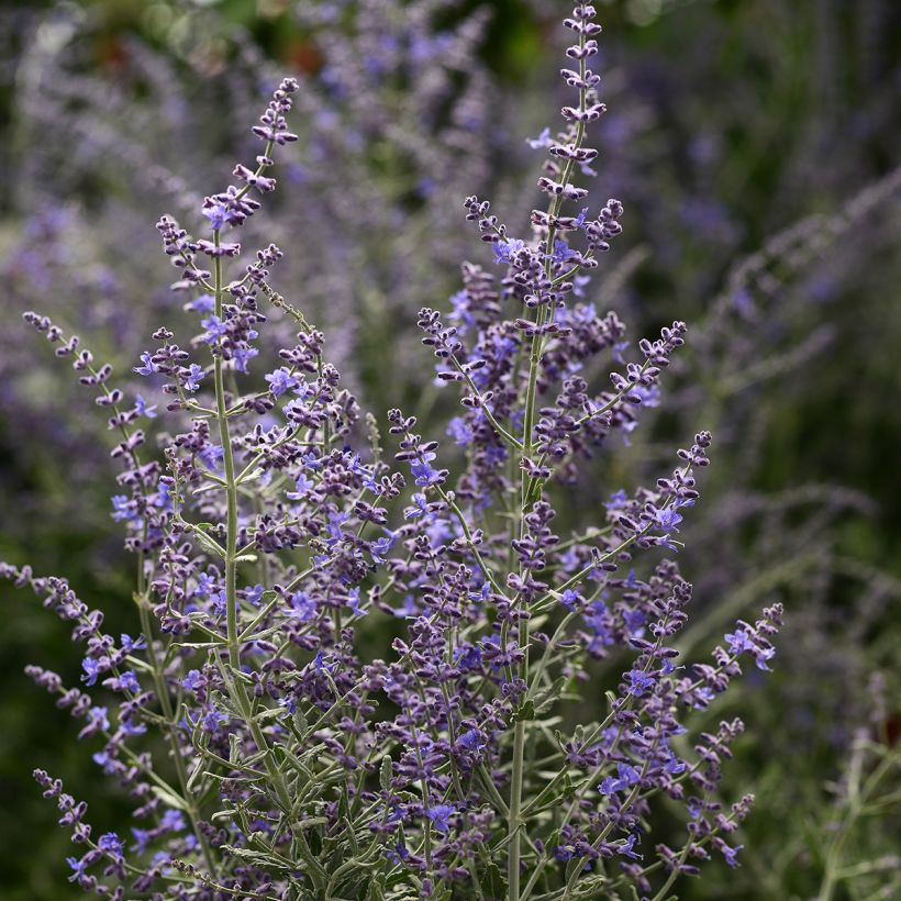 Perovskia atriplicifolia Blue Steel em sementes (Floração)