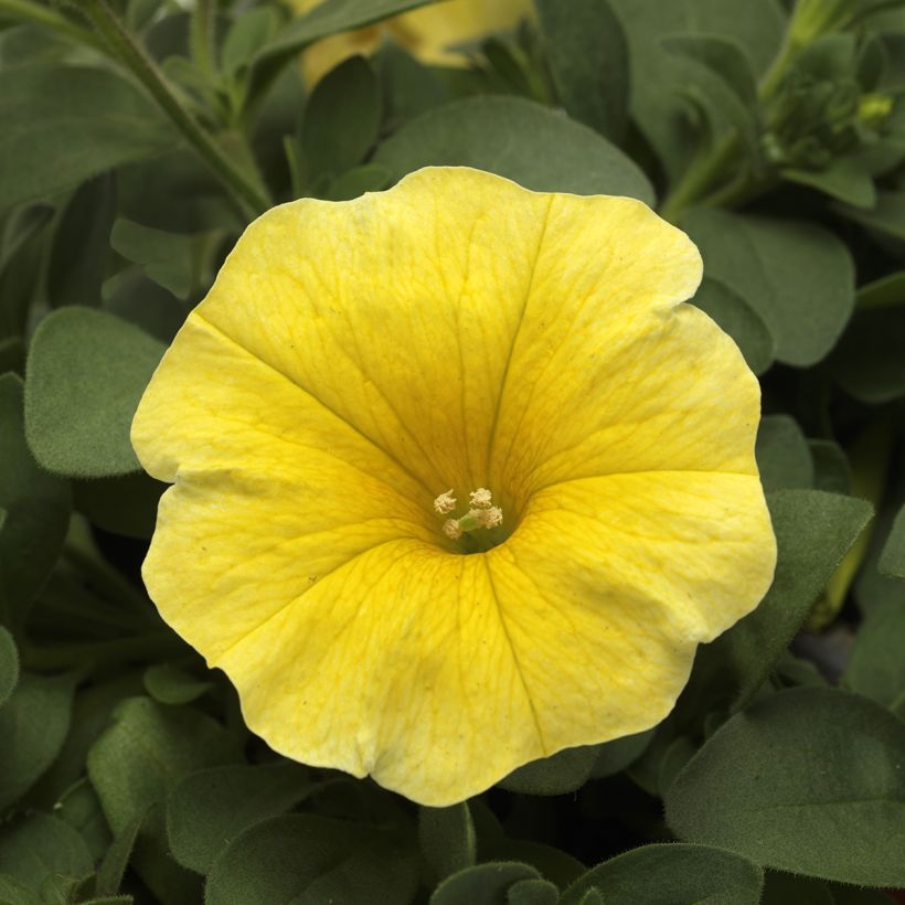 Petchoa Caliburst Yellow em sementes (Floração)