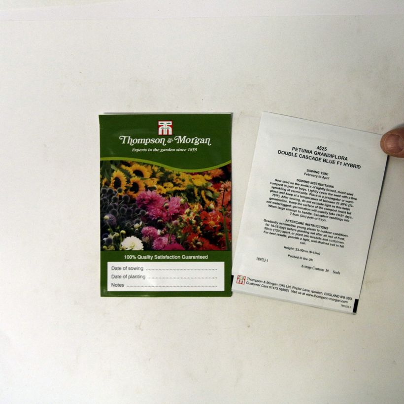 Exemplo de amostra de Graines de Pétunia Cascade Blue Double F1 die Tüte mit 30 Samen tal como entregue