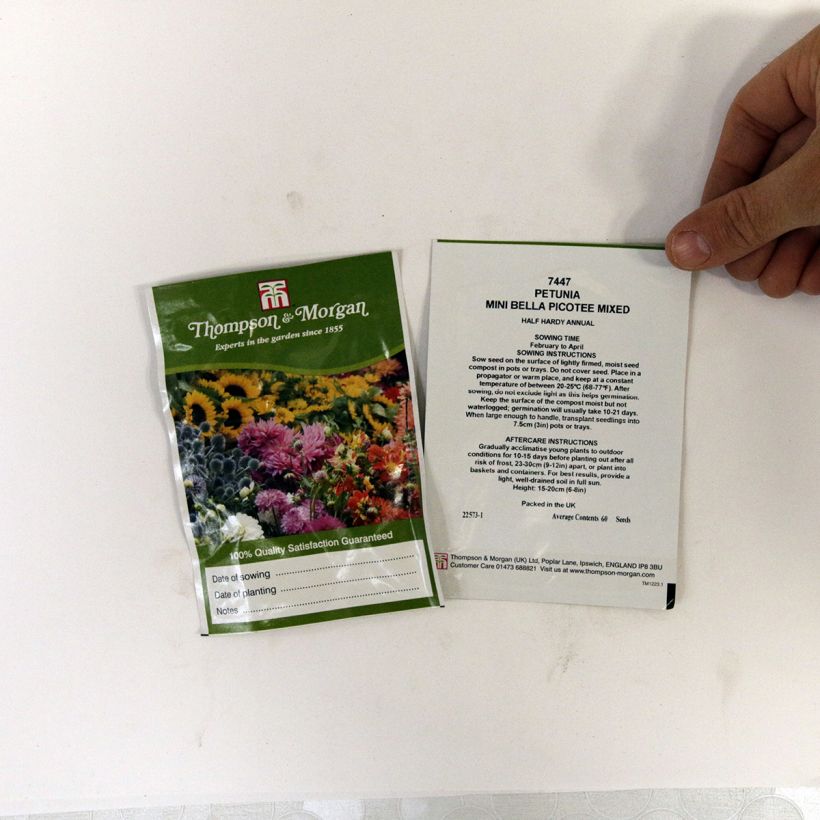 Exemplo de amostra de Graines de Pétunia Mini Bella Picotee Mixed F1 die Tüte mit 60 Samen tal como entregue
