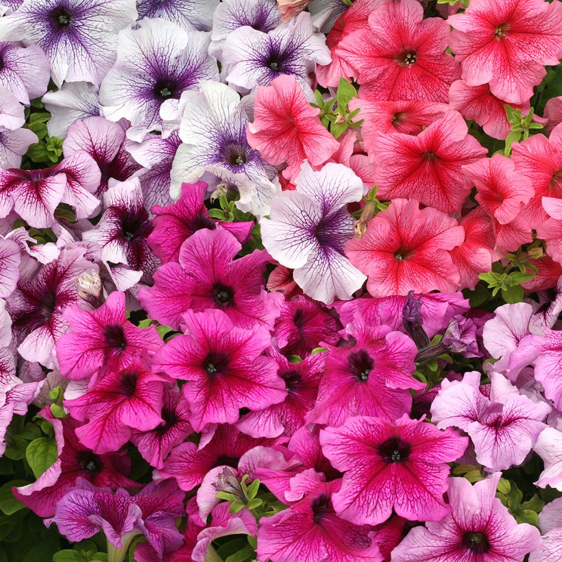 Petúnia Prism Sundae Mix em sementes (Floração)