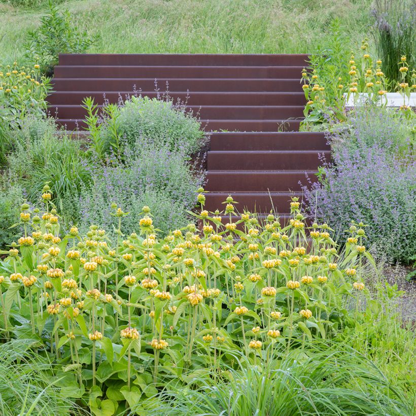 Phlomis russeliana em sementes (Hábito)