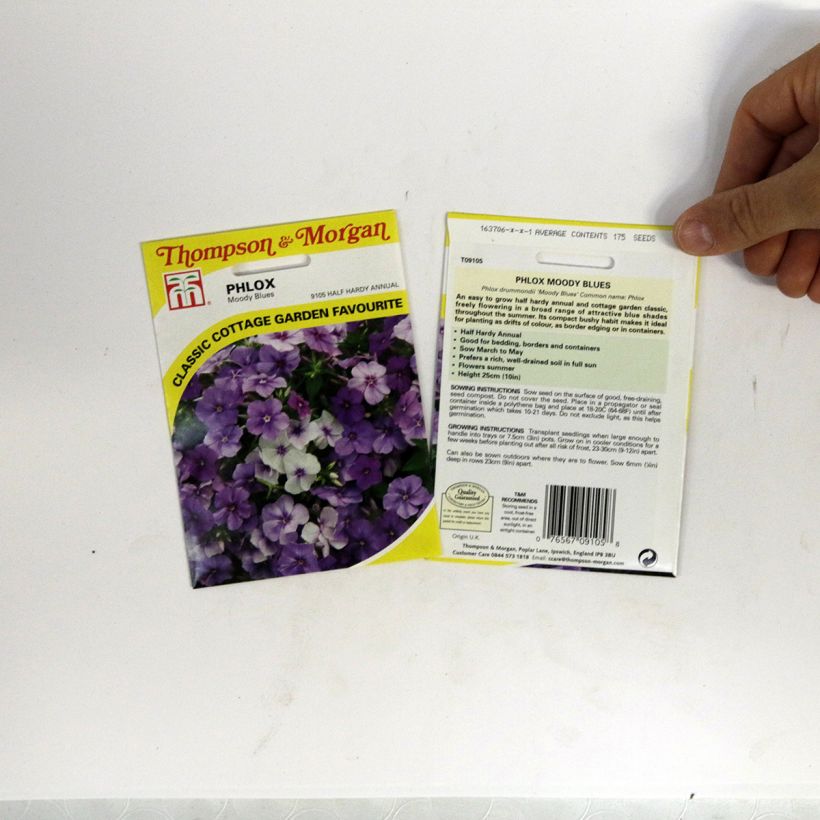 Exemplo de amostra de Graines de Phlox drummondii Moody Blues - Phlox de Drummond  die Tüte mit 175 Samen tal como entregue