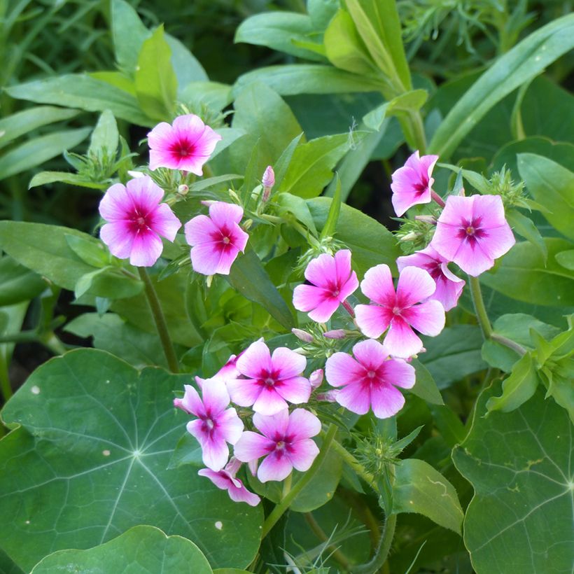 Flox anual Brilliant em sementes (Floração)