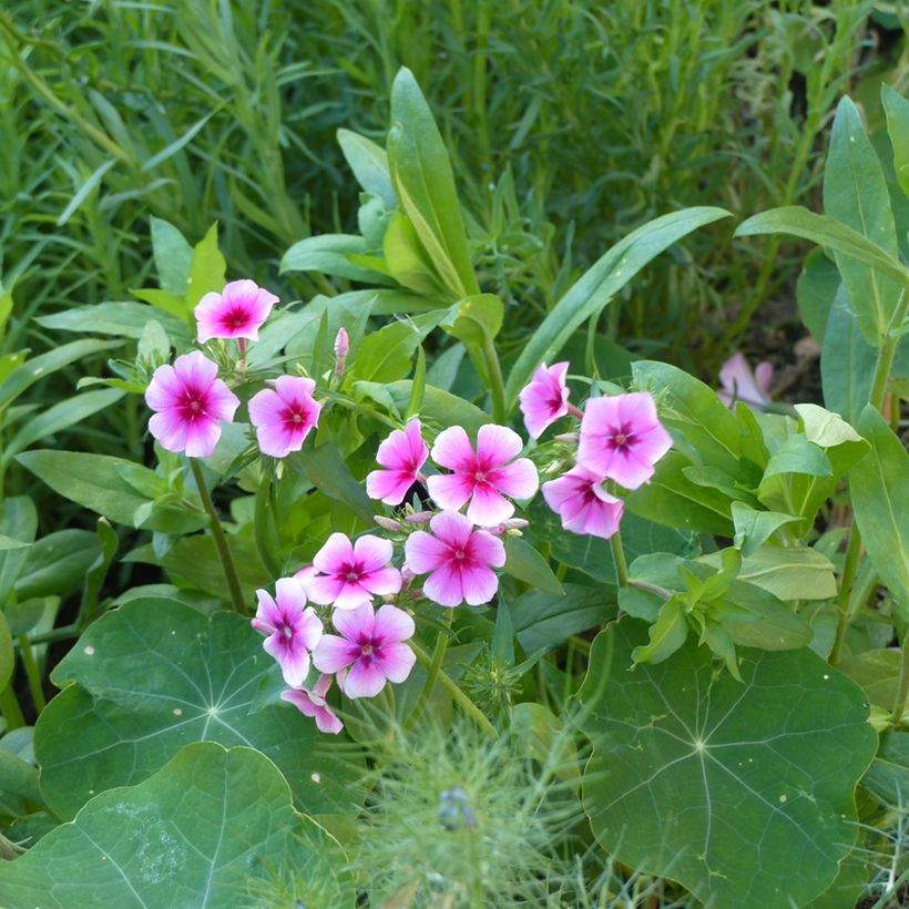 Flox anual Brilliant em sementes (Hábito)