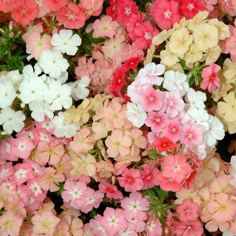 Flox anual Beauty Coral Reef em sementes (Floração)