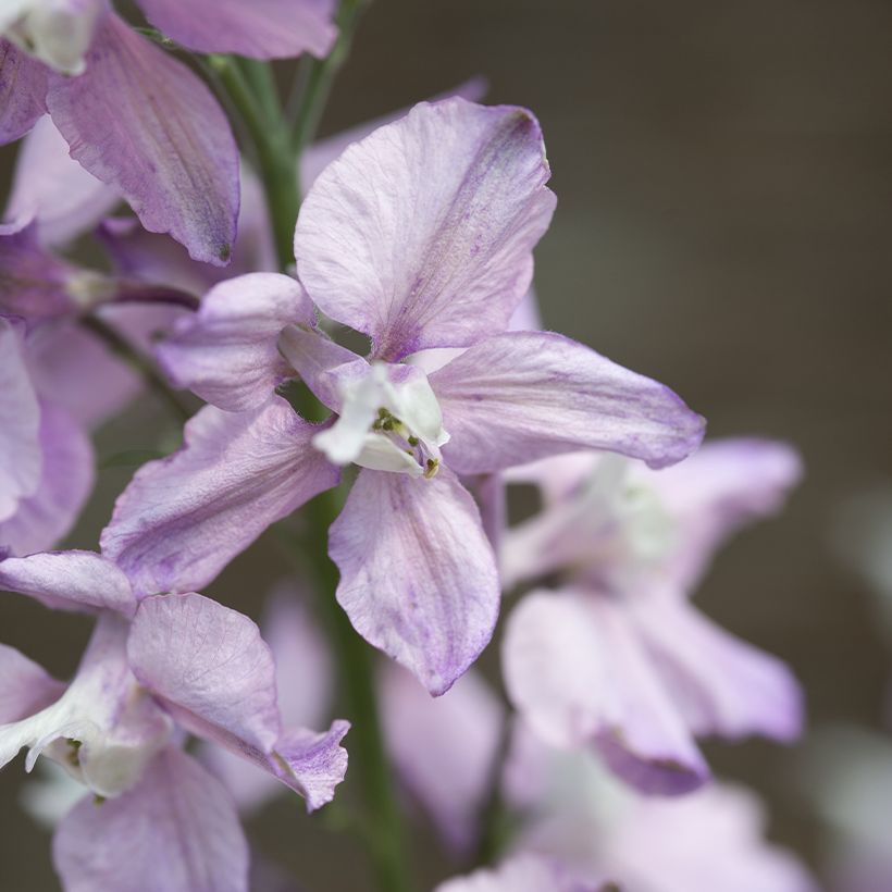 Delphinium consolida Fancy Belladonna em sementes (Floração)
