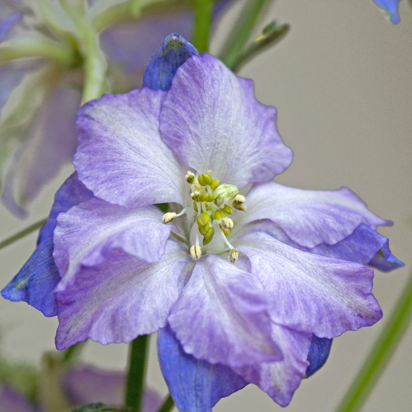 Delphinium Fancy Purple Picotee em sementes (Floração)