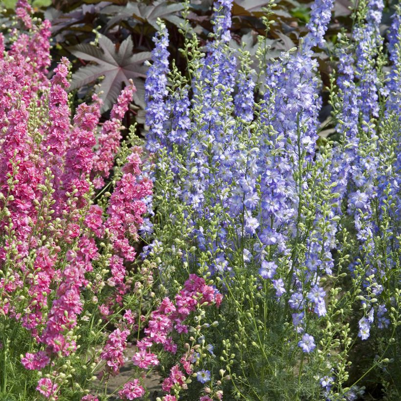 Delphinium Fancy Purple Picotee em sementes (Hábito)