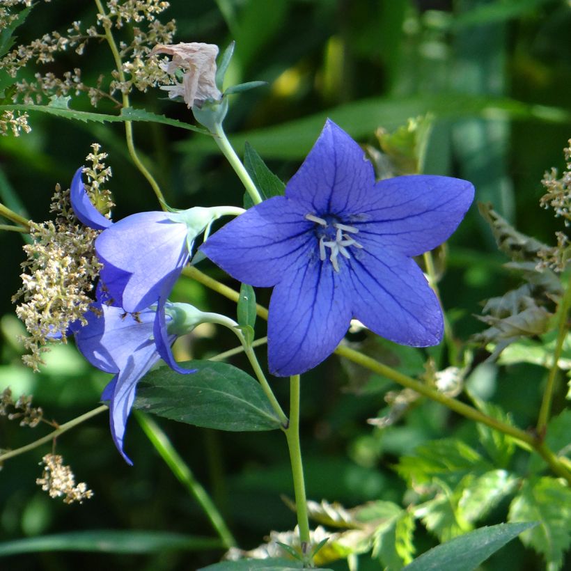 Platycodon grandiflorus Mariesii Blue em sementes (Floração)
