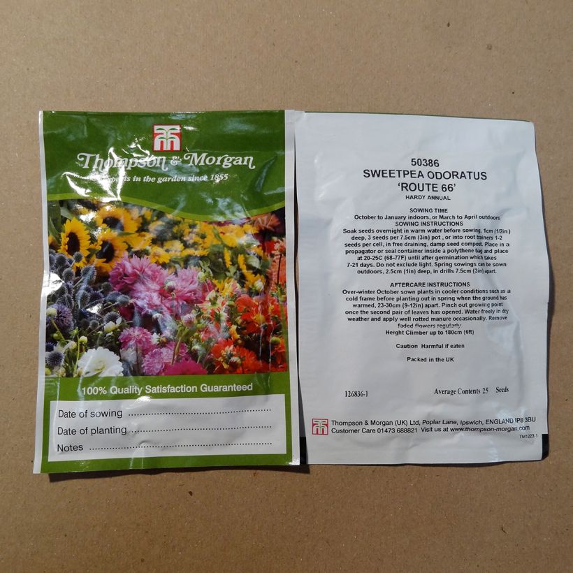 Exemplo de amostra de Graines de Pois de Senteur Route 66 - Lathyrus odoratus  per pack of 25 seeds tal como entregue