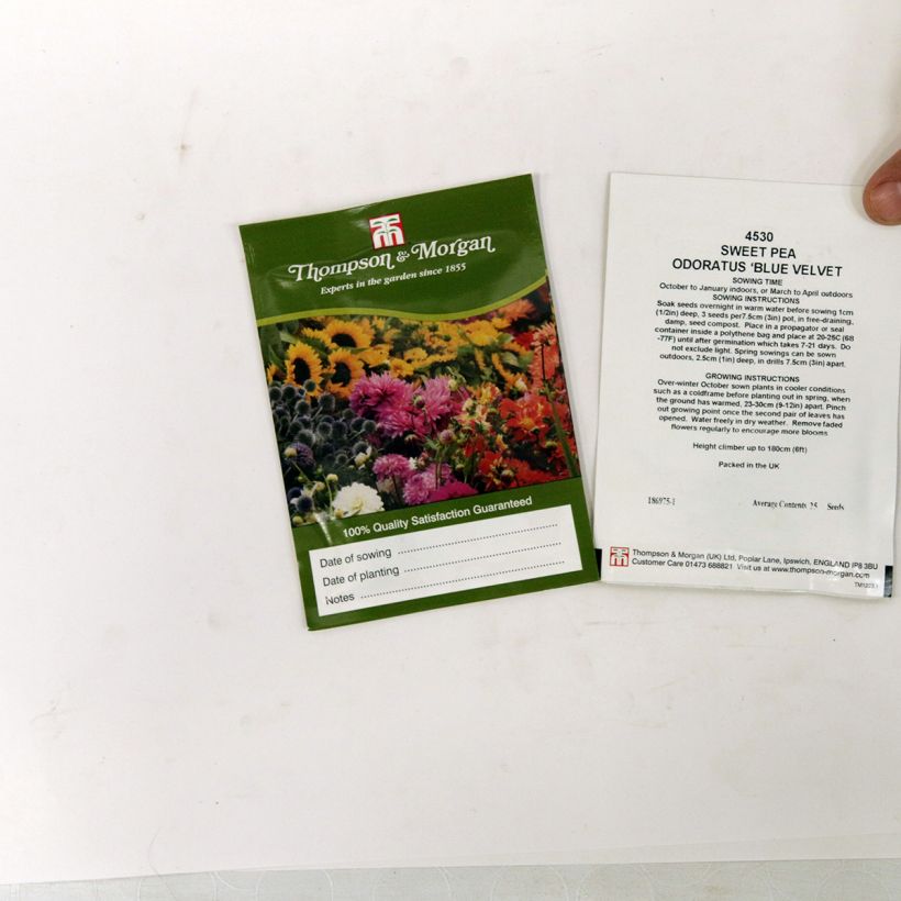 Exemplo de amostra de Graines de Pois de senteur Blue Velvet - Lathyrus odoratus per pack of 30 seeds (3g) tal como entregue