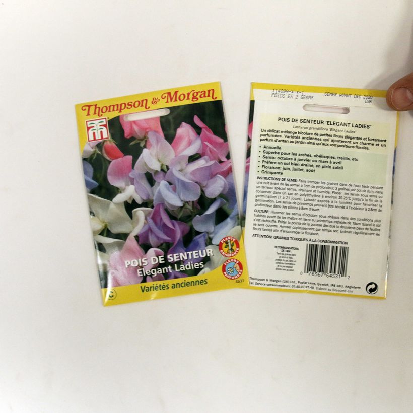 Exemplo de amostra de Graines de Pois de senteur Elegant Ladies - Lathyrus odoratus per pack of 25 seeds tal como entregue