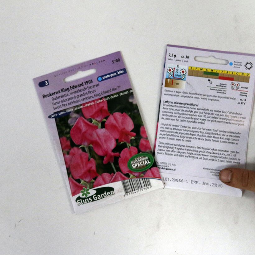 Exemplo de amostra de Graines de Pois de senteur King Edward VII - Lathyrus odoratus  per pack of 30 seeds tal como entregue