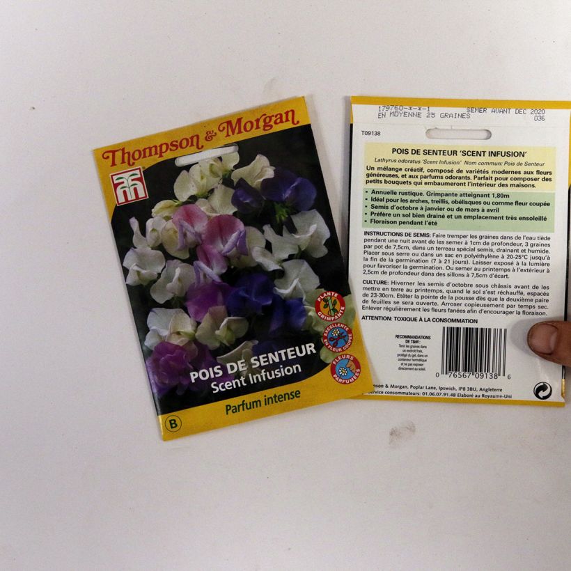 Exemplo de amostra de Graines de Pois de senteur Scent Infusion - Lathyrus odoratus  per pack of 30 seeds tal como entregue