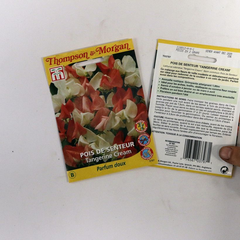 Exemplo de amostra de Graines de Pois de senteur Tangerine Cream - Lathyrus odoratus  die Tüte mit 25 Samen tal como entregue