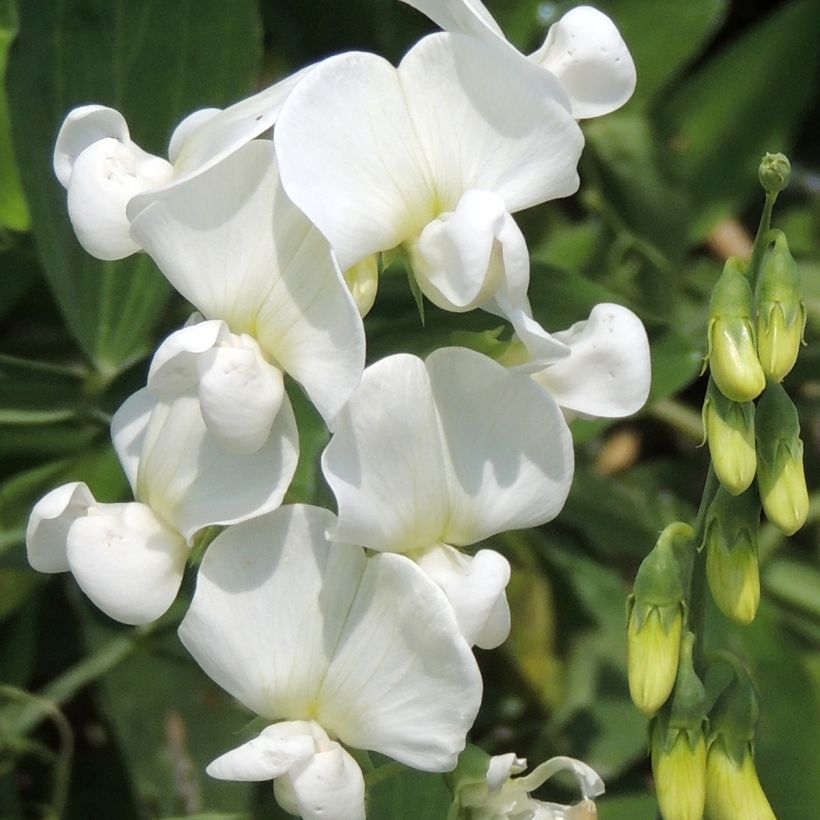 Ervilhaca-de-folhas-largas em sementes - Lathyrus latifolius (Floração)