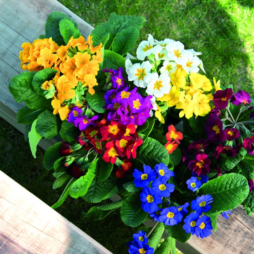 Prímula elatior Crescendo® Mix em sementes (Floração)