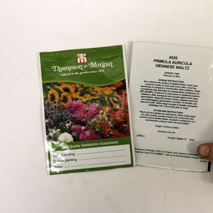 Exemplo de amostra de Graines de Primevères Oreille-d’Ours Viennese Waltz - Primula auricula Viennese Waltz die Tüte mit 25 Samen tal como entregue