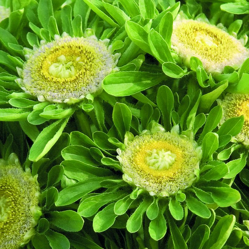 Áster-da-china Hulk em sementes (Floração)