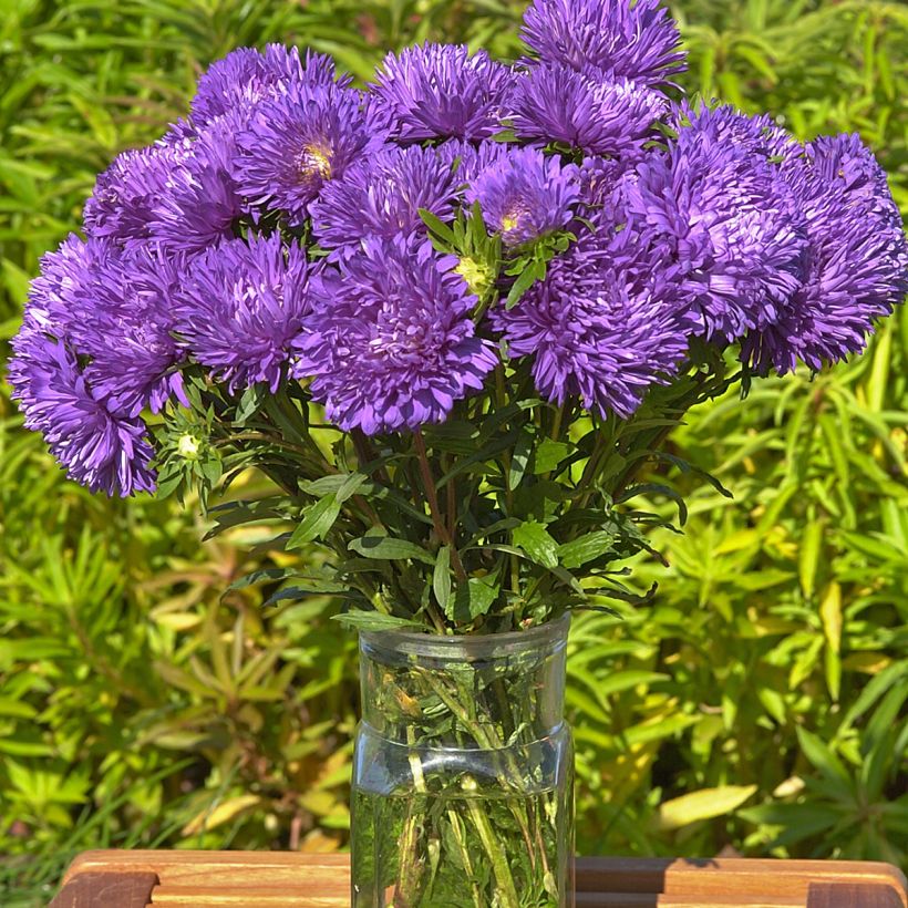 Áster-da-china King Size Mid-Blue em sementes (Floração)