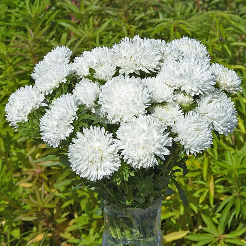 Áster-da-china King Size White em sementes (Floração)