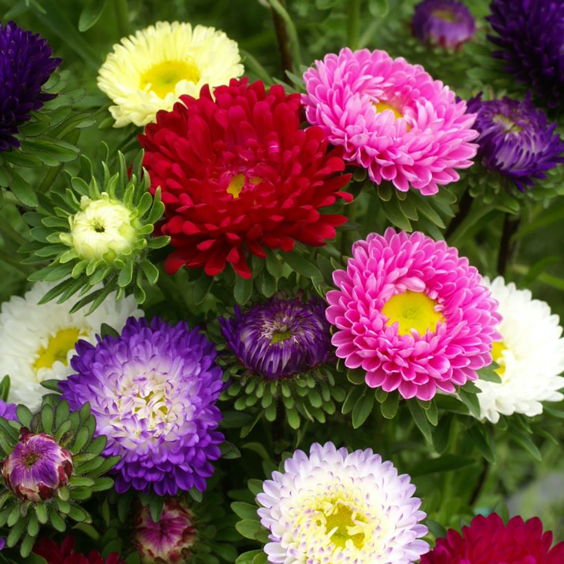 Áster-da-china Matsumoto Formula Mixture em sementes (Floração)