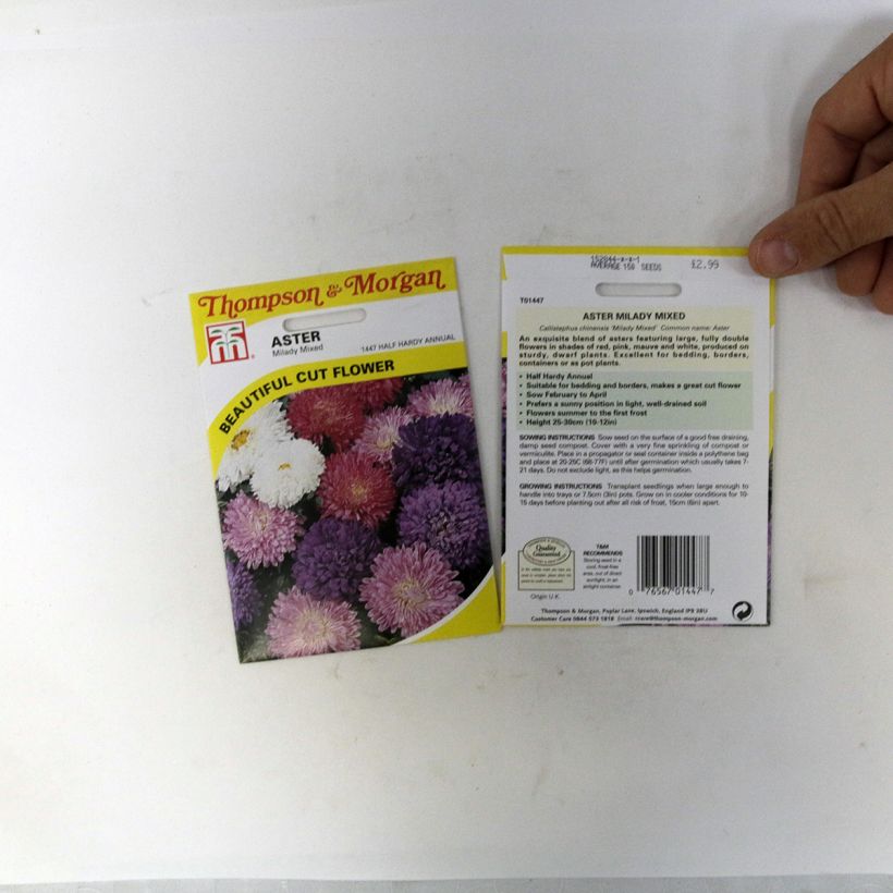 Exemplo de amostra de Graines de Reine-marguerite Milady en mélange per pack of 150 seeds (0,4g) tal como entregue