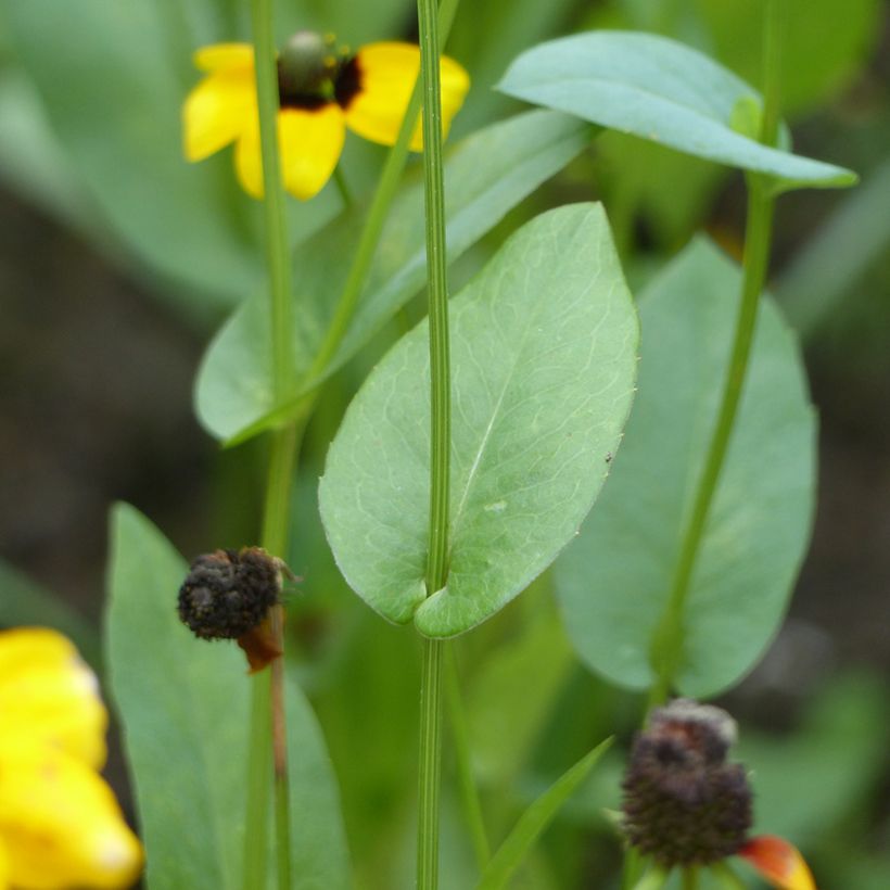 Rudbeckia amplexicaulis em sementes (Folhagem)