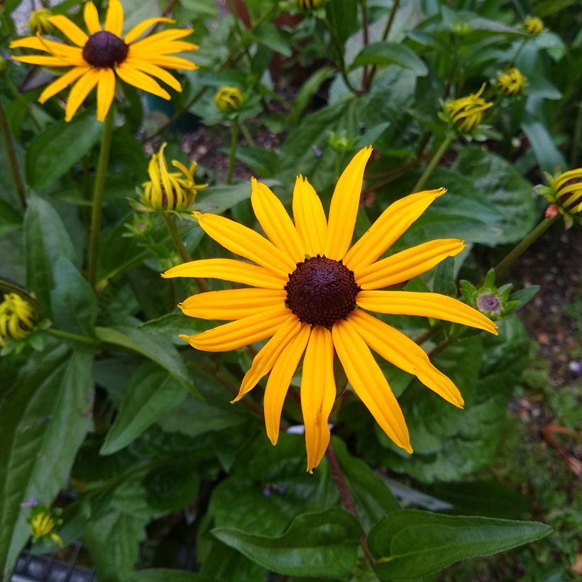 Rudbeckia fulgida var. sullivantii Goldsturm em sementes (Floração)