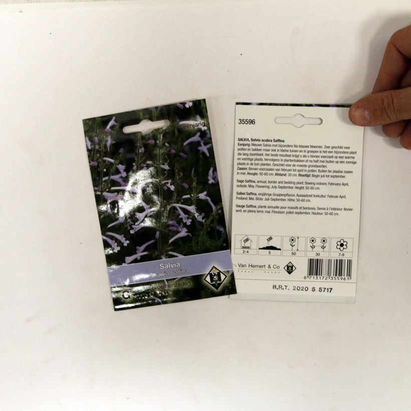 Exemplo de amostra de Graines de Salvia scabra Saffina - Sauge hérissée die Tüte mit 80 Samen tal como entregue
