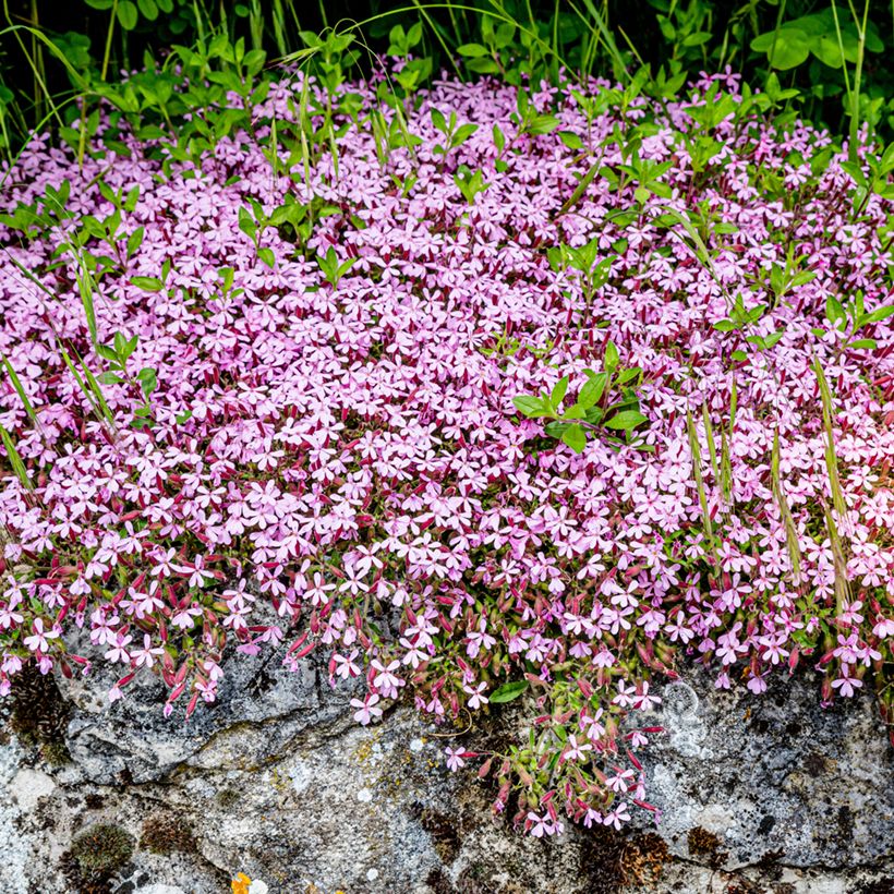Saponaria ocymoides em sementes (Hábito)