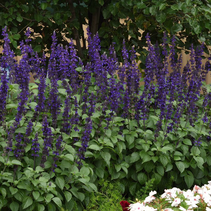 Salvia Big Blue em sementes (Hábito)